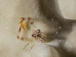 Very small critter with a very very small fish in his cla... by Brenda De Vries 